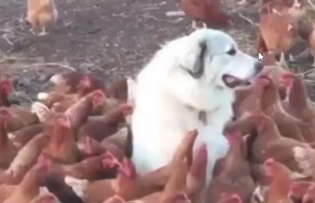 The master came out to keep the dog in charge of the chicken hut