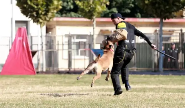 Chite police: solid promotion of dog training