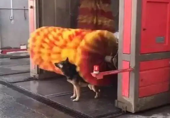 The men drove the stray dogs out of the car wash