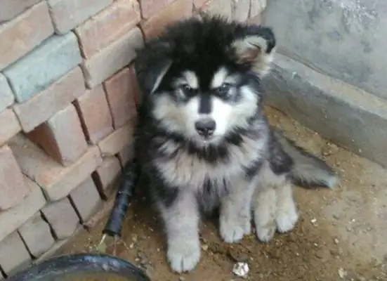 The stray dog was dirty like a rag, and the woman washed it