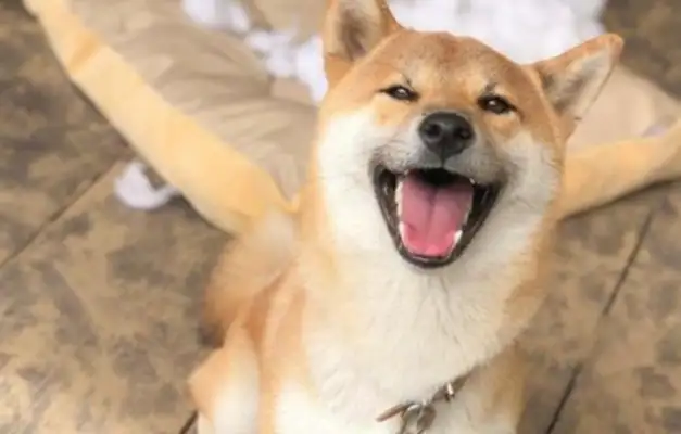 When the owner didn't break the house, the dog didn't want to hear it