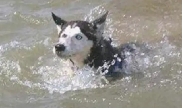 The master took the dog for a swim, the dog came out and came home, and the master was in a panic