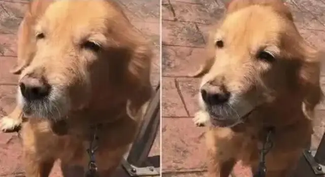 Blondie dogs are entangling the master for a walk, and the master can't imagine this is the last time: a lifetime pain
