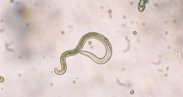 Discovering dog filariasis
