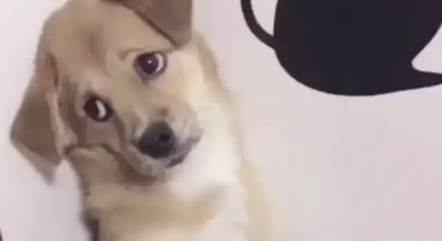 The dog bites the new tow, the master's anger tries to punish him, but the dog's eyes are too weak to see