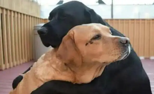 The two dogs have been with each other for years and have lost their love for each other