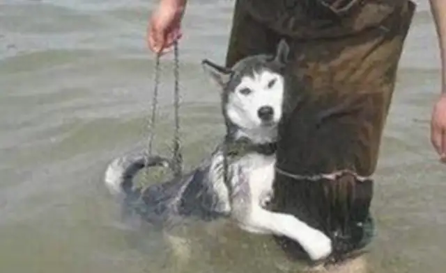 The master took the dog for a swim, the dog came out and came home, and the master was in a panic