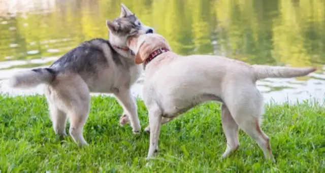 Discovering dog filariasis