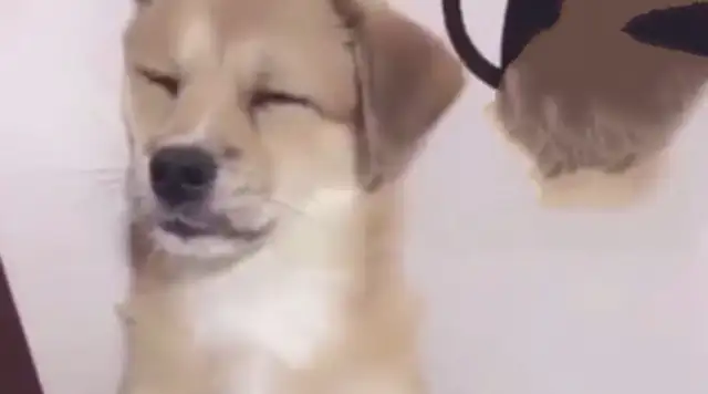 The dog bites the new tow, the master's anger tries to punish him, but the dog's eyes are too weak to see