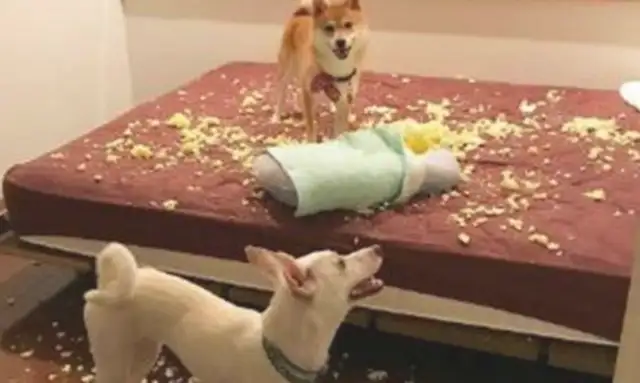 When the owner didn't break the house, the dog didn't want to hear it