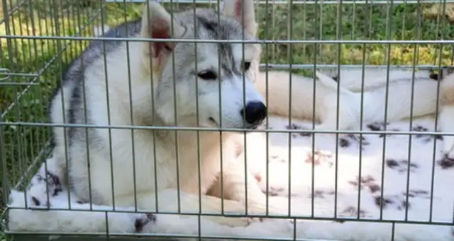 Discovering dog filariasis