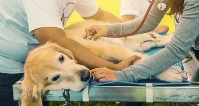 Discovering dog filariasis