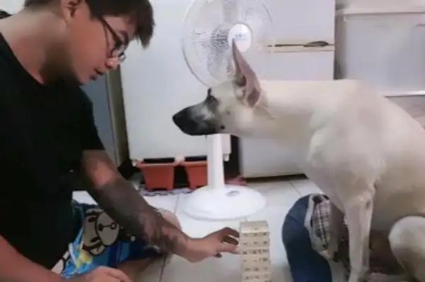 The master wants to teach the dog how to fold. The rules aren't over yet