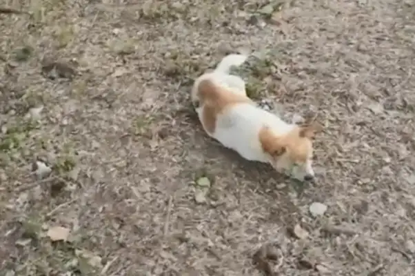 A stray dog on the grass has lost faith in the world and is waiting for death