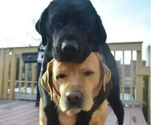 The two dogs have been with each other for years and have lost their love for each other