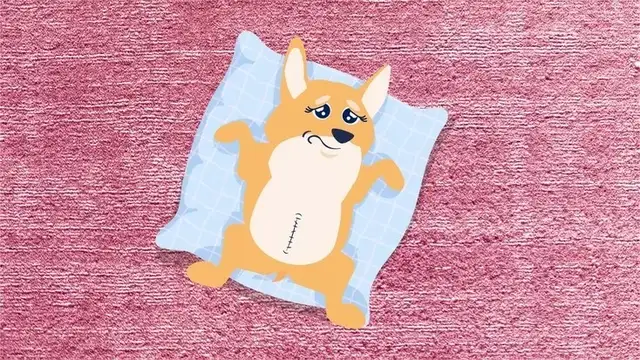 Dog uterus: causes, symptoms and treatment