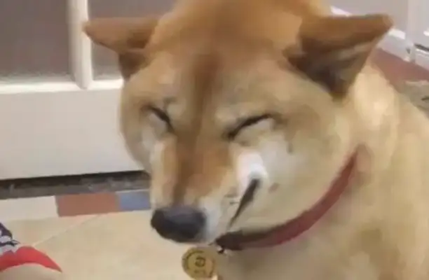 It's the owner's fault that the dog made a mistake