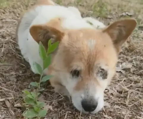 A stray dog on the grass has lost faith in the world and is waiting for death