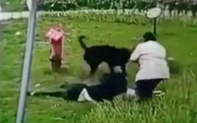 A 3-year-old girl was torn to pieces by a herd of dogs