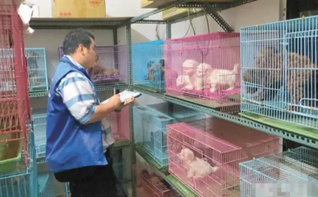 Unlawful merchants illegally breed