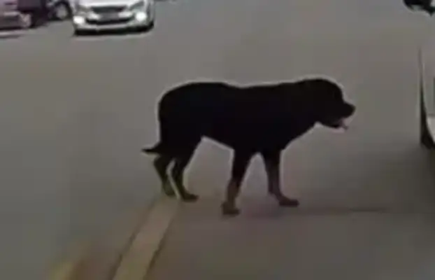 A 3-year-old girl was torn to pieces by a herd of dogs