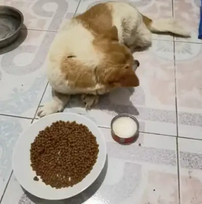 A stray dog on the grass has lost faith in the world and is waiting for death