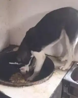 The master was just ready for dinner, but he saw 2-hubs in the pot