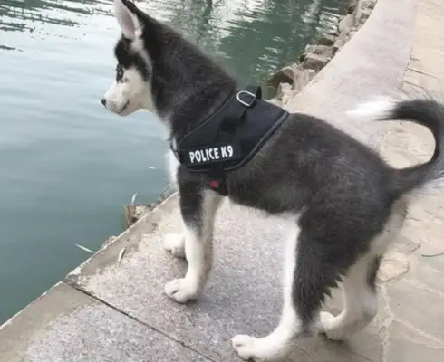 Haskill can't prove it was pure until he went to the park to do it
