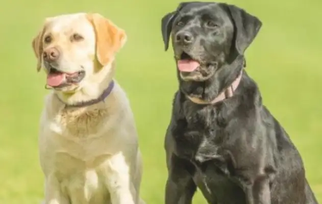Surprising! The study found that the dog's lifetime and the risk of disease are related to the back hair