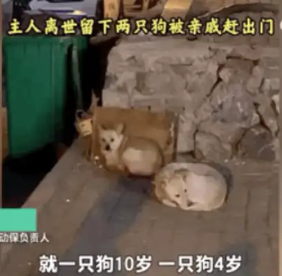 An 11-year-old dog guarding the graveyard died on the master's gravestone..