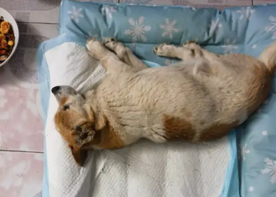 A stray dog on the grass has lost faith in the world and is waiting for death
