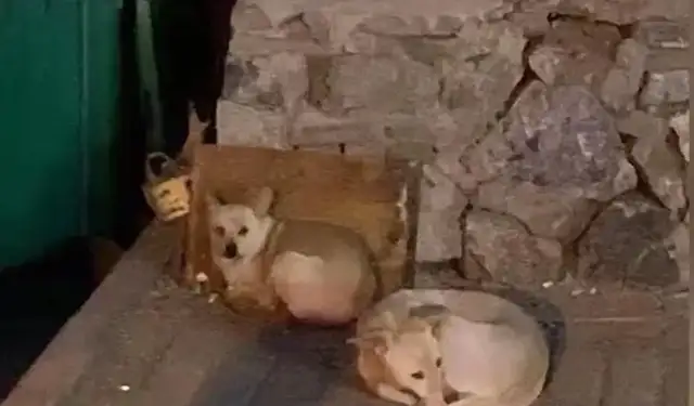 An 11-year-old dog guarding the graveyard died on the master's gravestone..