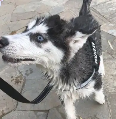 Haskill can't prove it was pure until he went to the park to do it