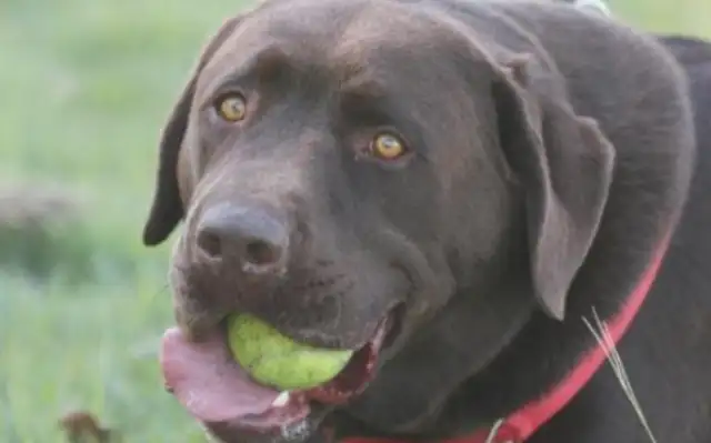 Surprising! The study found that the dog's lifetime and the risk of disease are related to the back hair