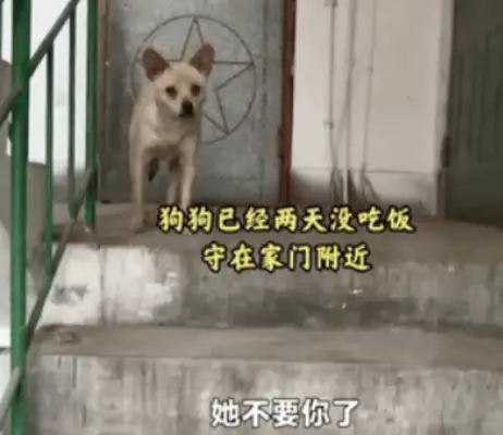 An 11-year-old dog guarding the graveyard died on the master's gravestone..