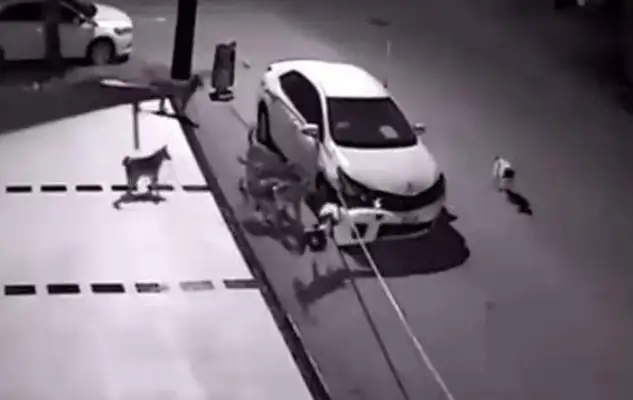 The man kicked a stray dog when he got out of the car, and the next day the car broke
