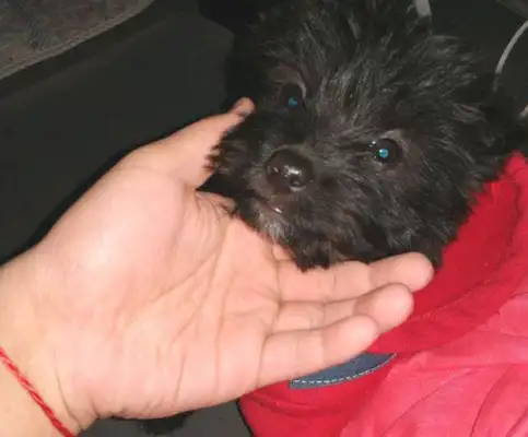 Take the hobos you found and go home and see what it found