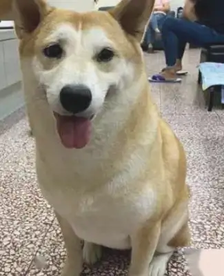 I was supposed to be a wood dog, but I was mistaken for Akita, just because Grandma was afraid he was hungry