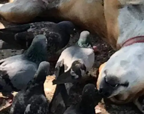 The dog was surrounded by hundreds of pigeons and thought it was beaked