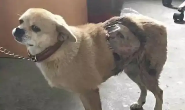 "The urn-class fan of Quaker" beats the dog and doubles the evil he suffered to the dog