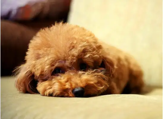 The dog was misdiagnosed