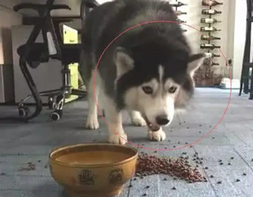 The master kicked down the dog food, the dog yelled, and the next second was funny