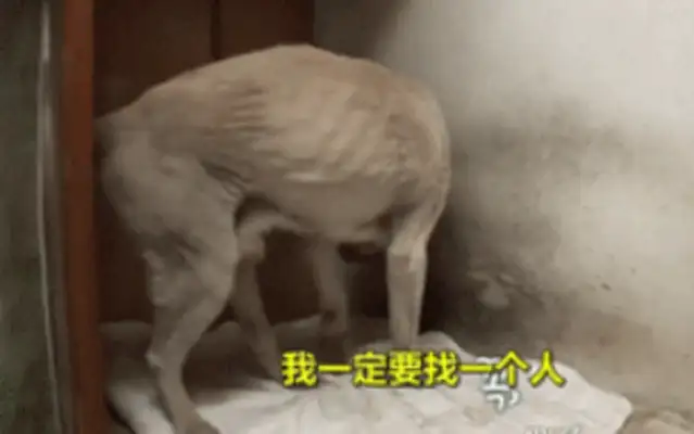 An 11-year-old dog guarding the graveyard died on the master's gravestone..