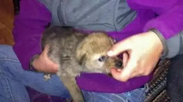 A girl always thought her pet was a dog until she grew up