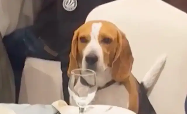 When I ate the table, the dog sat at the table, and he was embarrassed and confused: no one picked me up