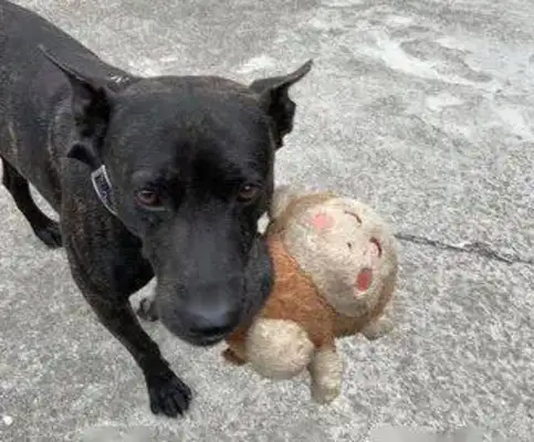 The dog always escapes from prison and can't find it