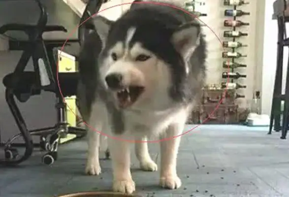 The master kicked down the dog food, the dog yelled, and the next second was funny