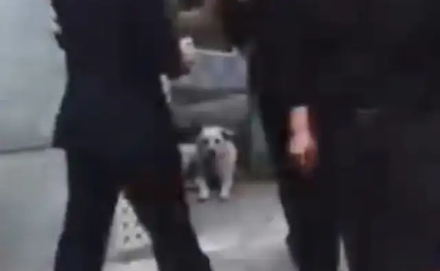 An 11-year-old dog guarding the graveyard died on the master's gravestone..