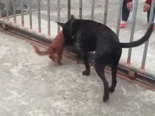 The dog always escapes from prison and can't find it