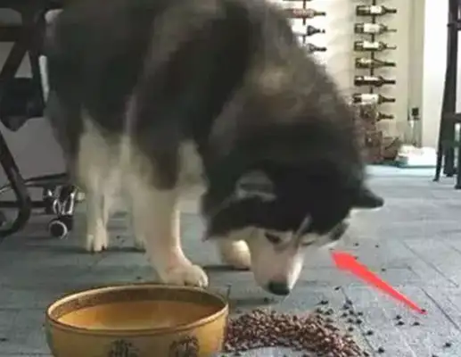 The master kicked down the dog food, the dog yelled, and the next second was funny